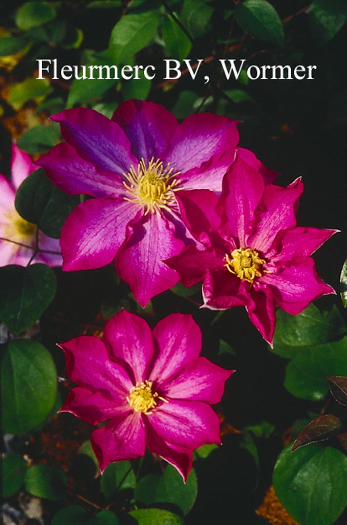 Clematis ‘Kakio’ (PINK CHAMPAGNE)