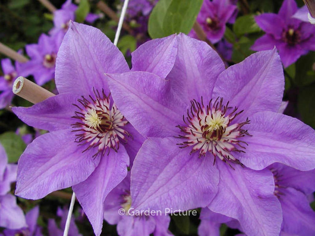 Clematis ‘Koenigssohn’