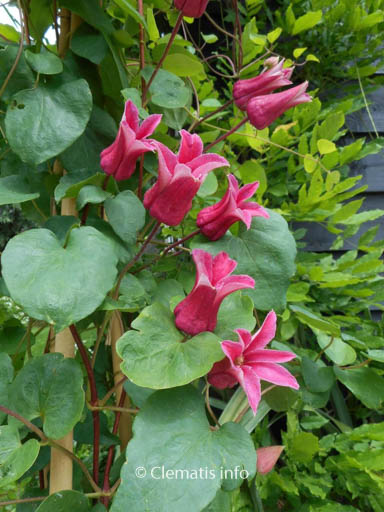 Clematis ‘Koningin Maxima’