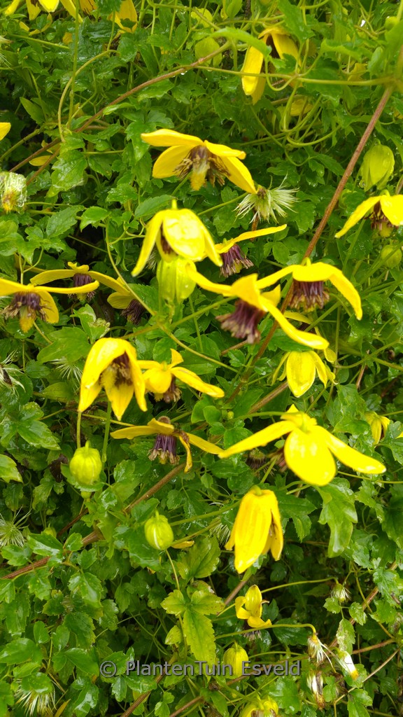 Clematis ‘Kugotia’ (GOLDEN TIARA)