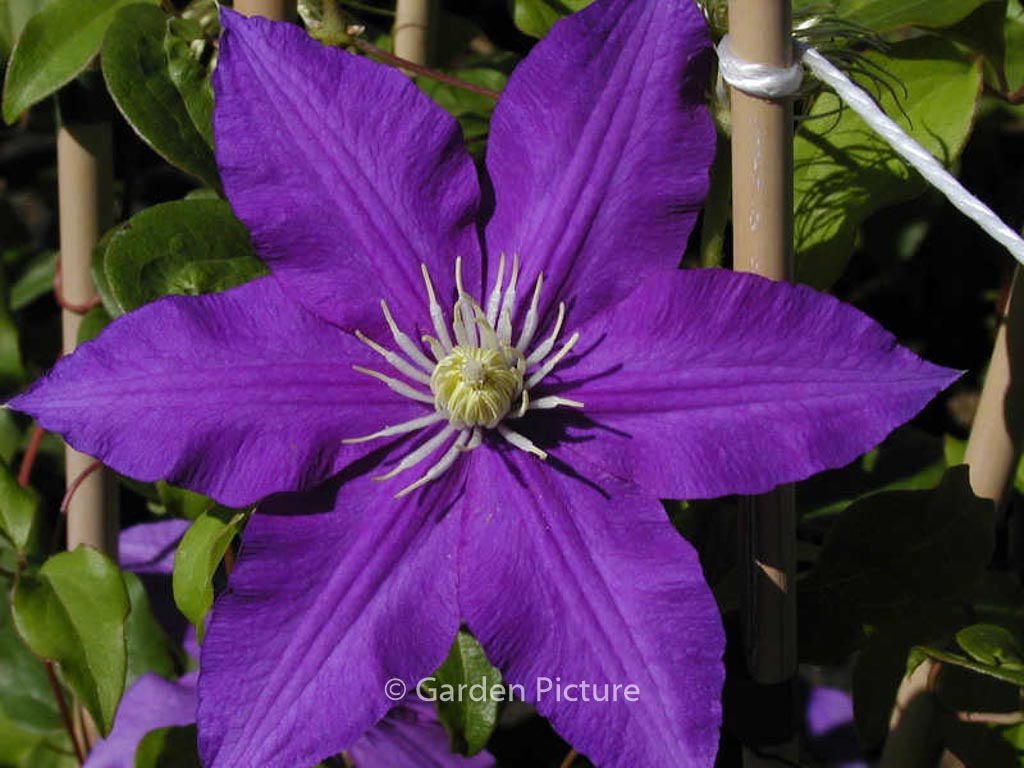 Clematis ‘Lasurstern’
