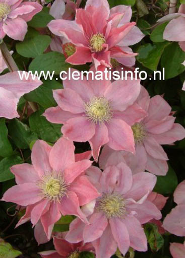 Clematis ‘Little Mermaid’