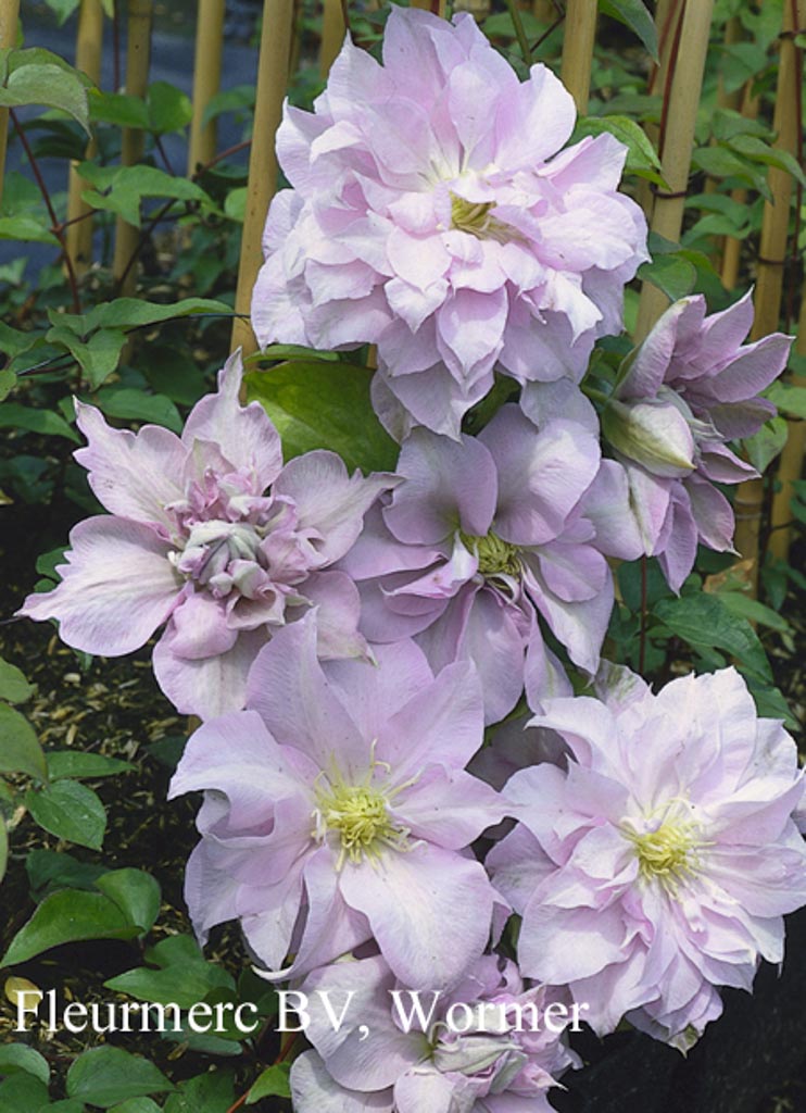 Clematis ‘Louise Rowe’