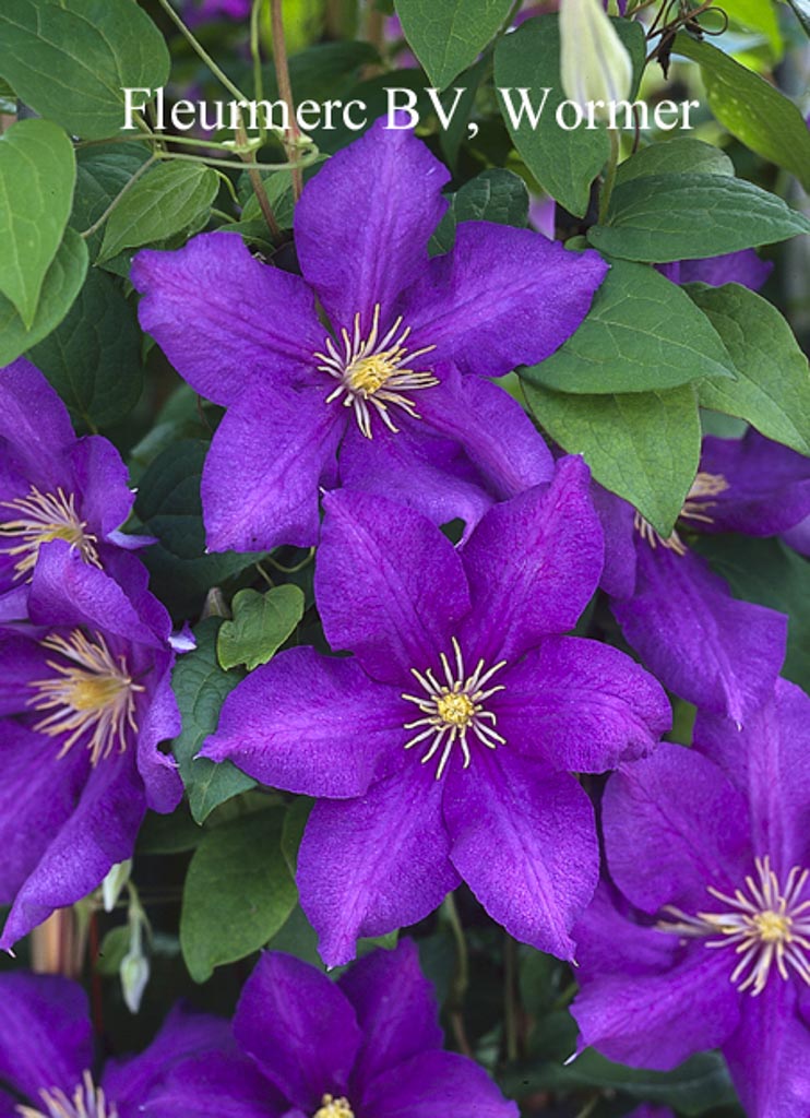 Clematis ‘Luther Burbank’