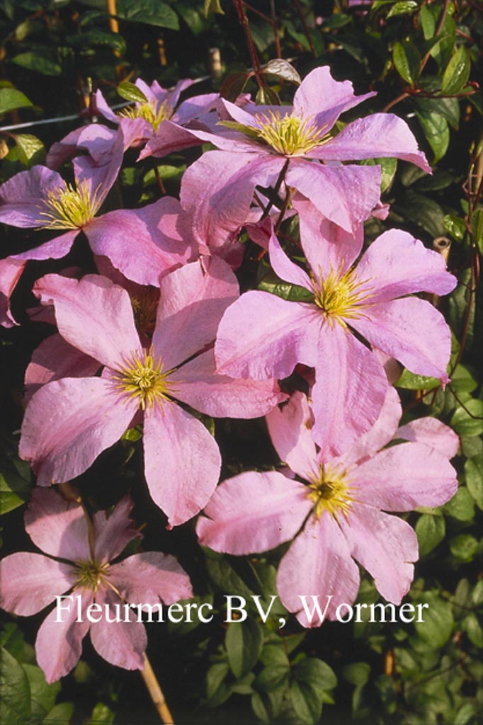 Clematis ‘Madame Baron Veillard’