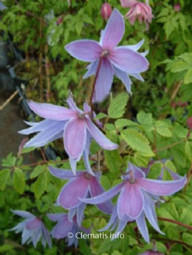 Clematis ‘Maidwell Hall’