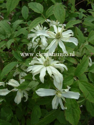 Clematis ‘Margaret Jones’