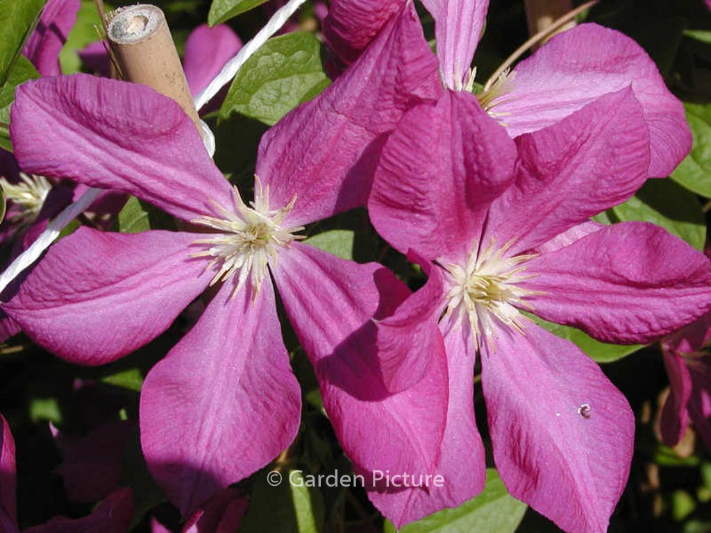 Clematis ‘Margot Koster’