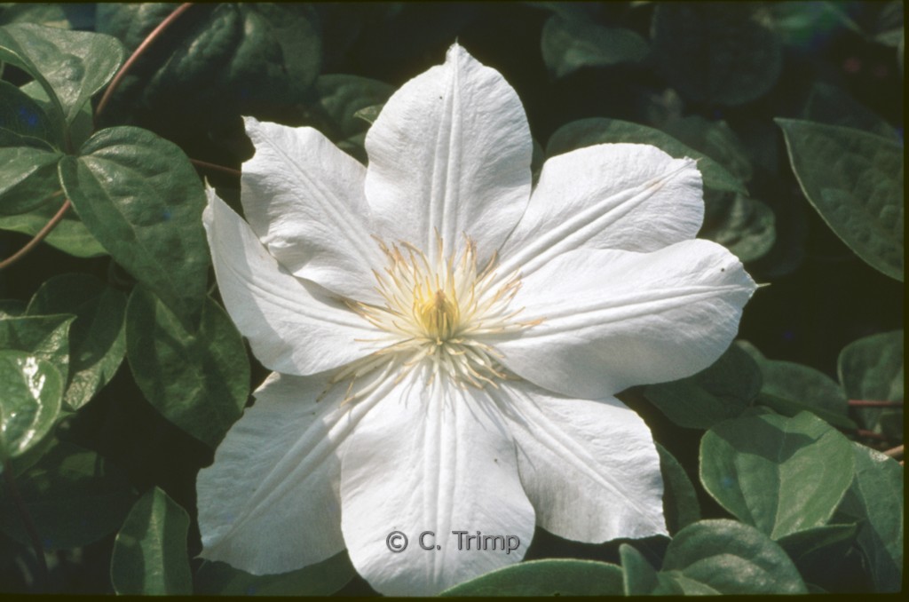 Clematis ‘Mevrouw Le Coultre’