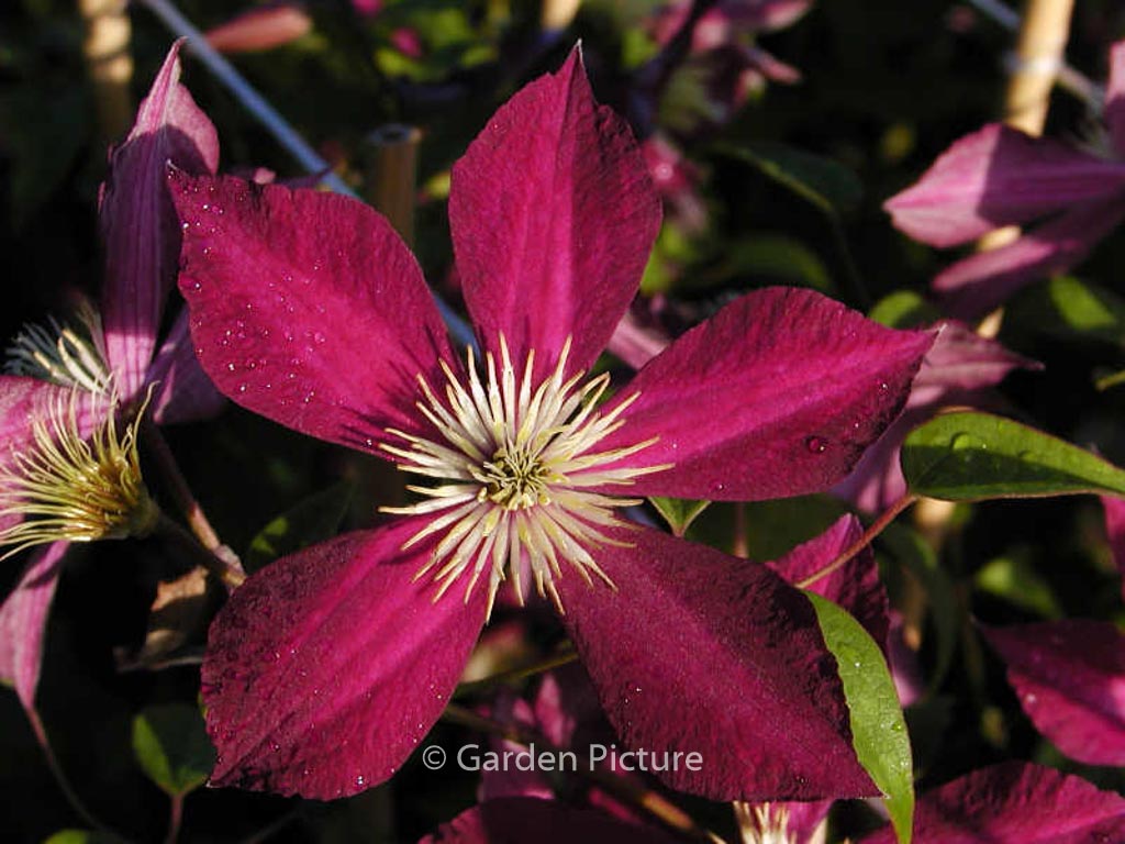 Clematis ‘Mikelite’