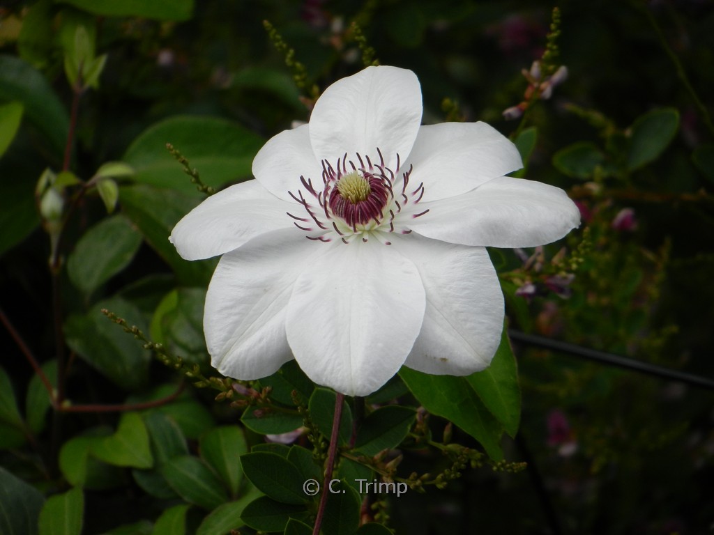 Clematis ‘Miss Bateman’