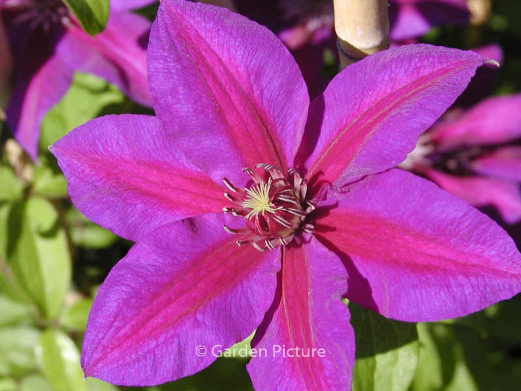 Clematis ‘Mrs. N. Thompson’