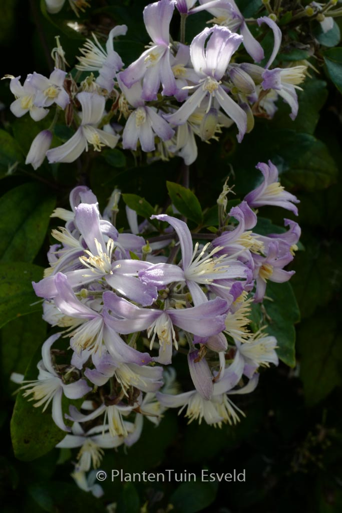 Clematis ‘Mrs. Robert Brydon’