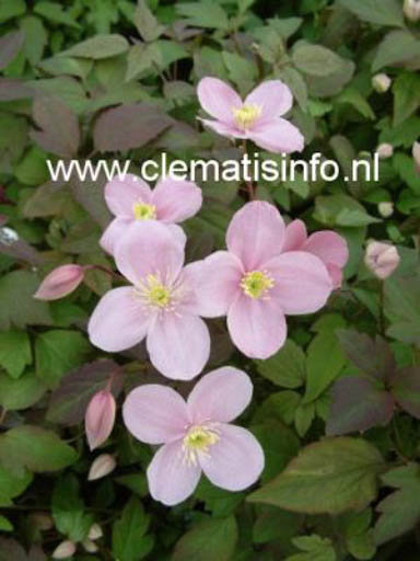 Clematis ‘Olga’