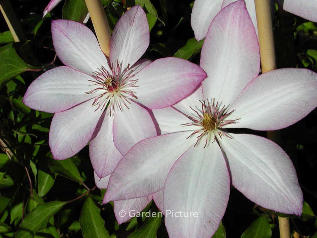 Clematis ‘Omoshiro’