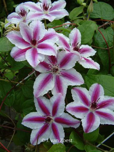 Clematis ‘Pamina’