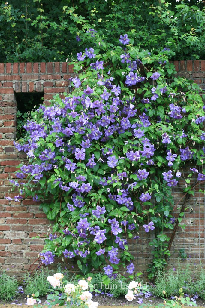 Clematis ‘Perle d’Azur’
