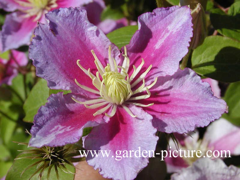 Clematis ‘Piilu’