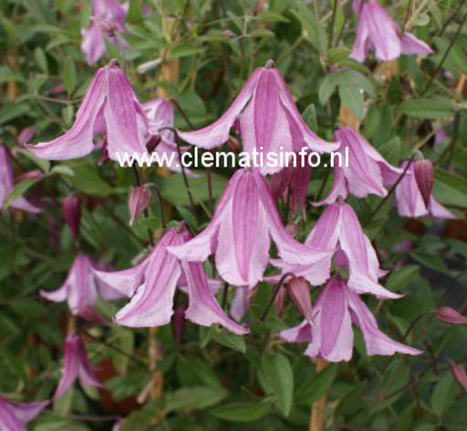 Clematis ‘Pink Delight’