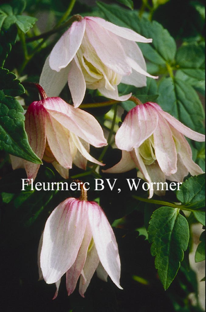 Clematis ‘Pink Flamingo’