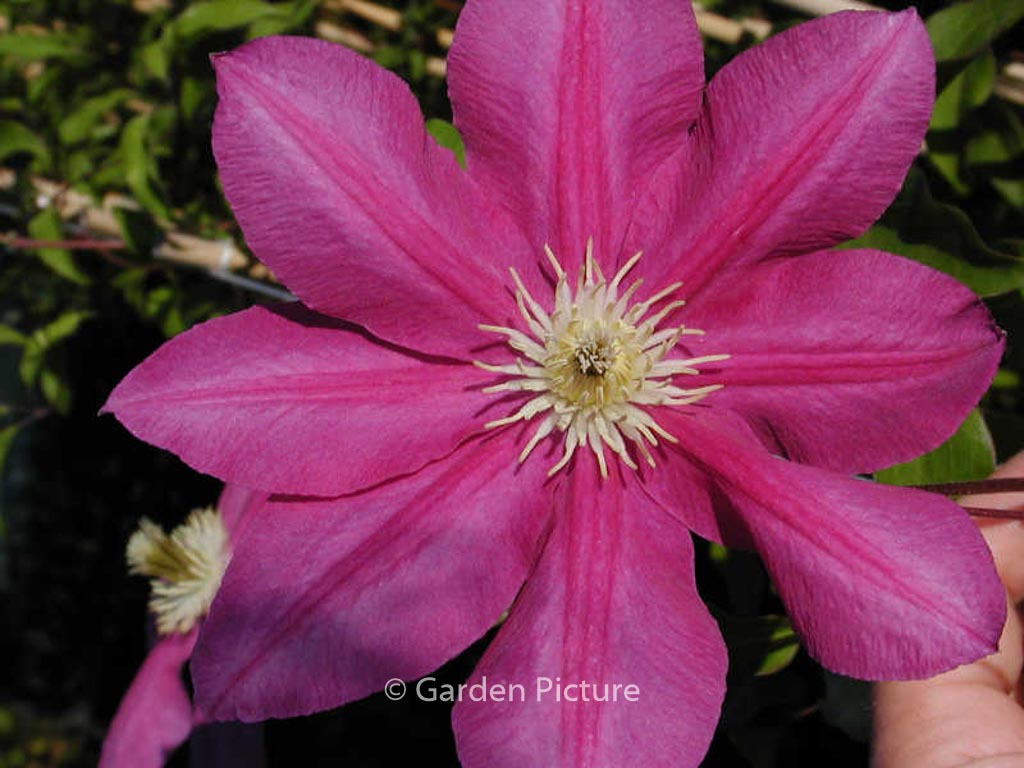 Clematis ‘Poulvo’ (VINO)