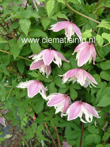 Clematis ‘Propertius’