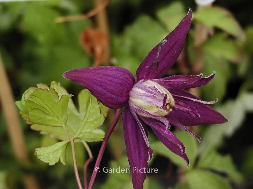 Clematis ‘Purple Spider’