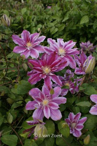 Clematis ‘Ragamuffin’