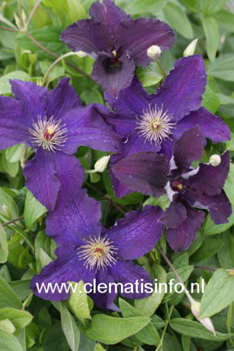 Clematis ‘Rasputin’