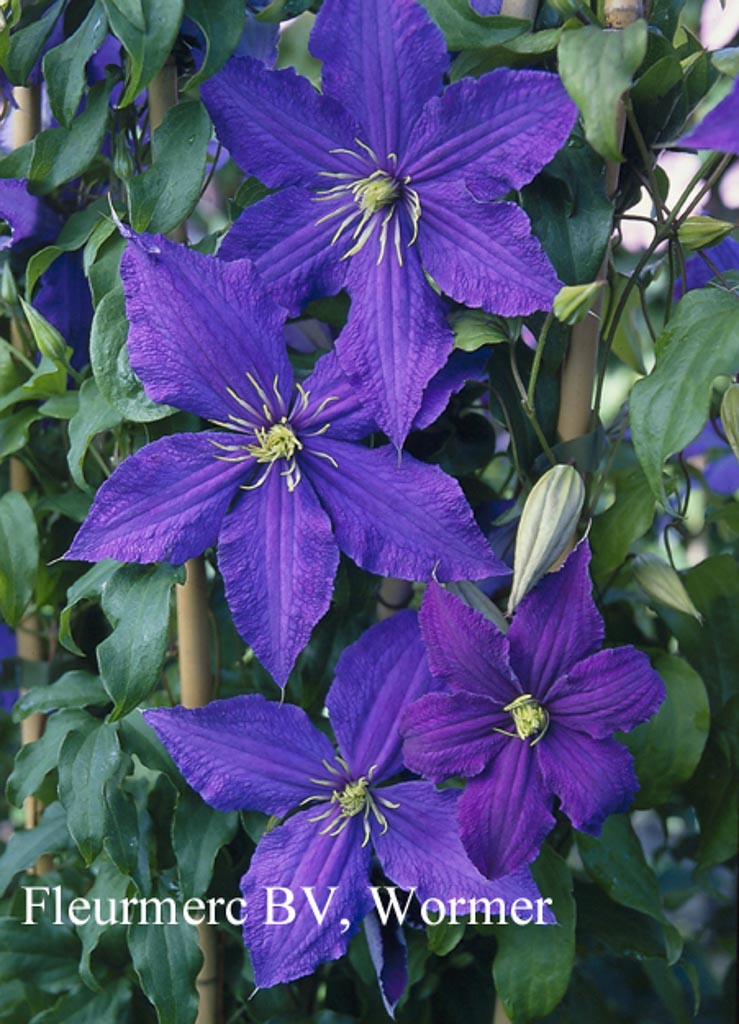 Clematis ‘Rhapsody’