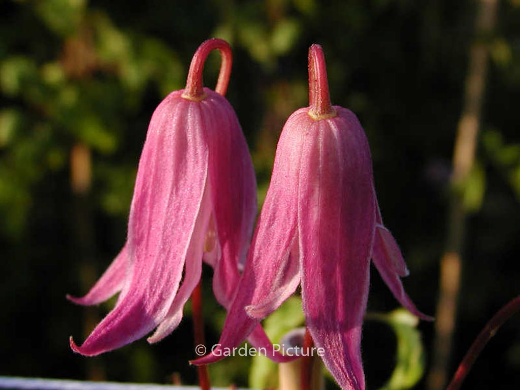 Clematis ‘Rosy o’Grady’