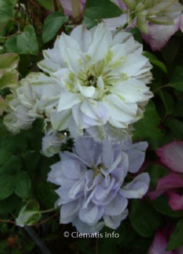 Clematis ‘Ruriokoshi’