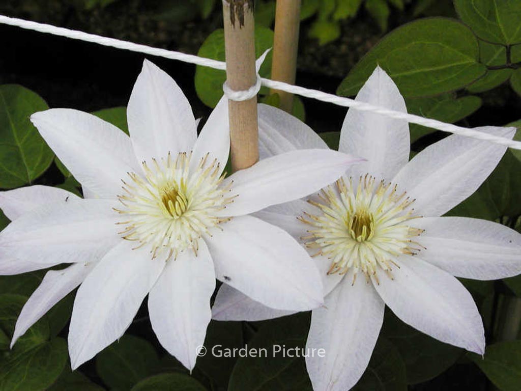 Clematis ‘Sakurahime’ (ETOILE NACREE)