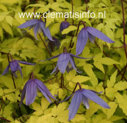 Clematis ‘Stolwijk Gold’