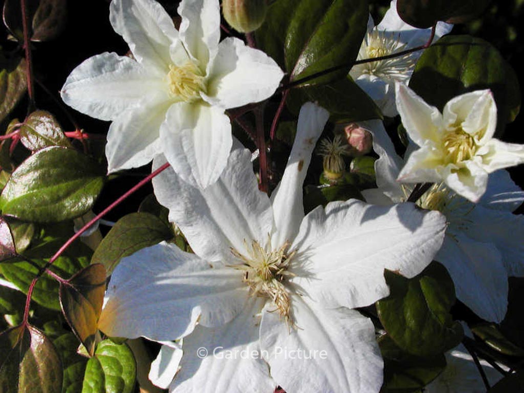 Clematis ‘Sylvia Denny’