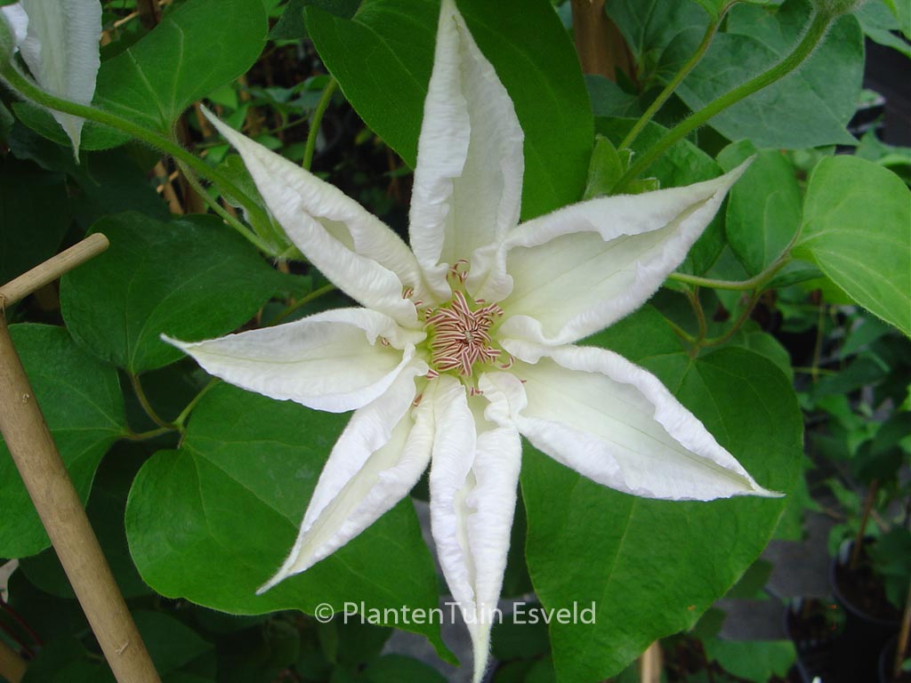 Clematis ‘Valge Daam’