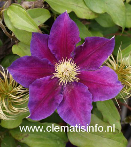 Clematis ‘Varenne’