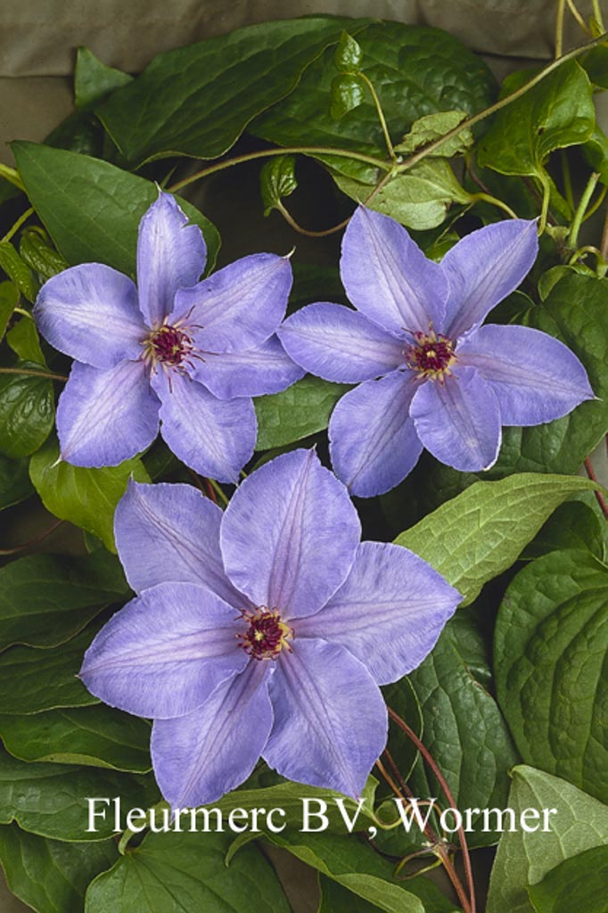 Clematis ‘William Kennet’
