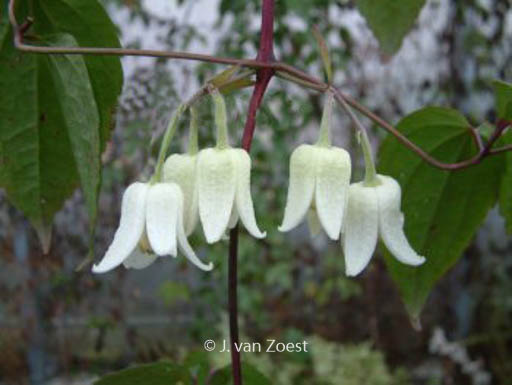 Clematis ‘Winter Beauty’