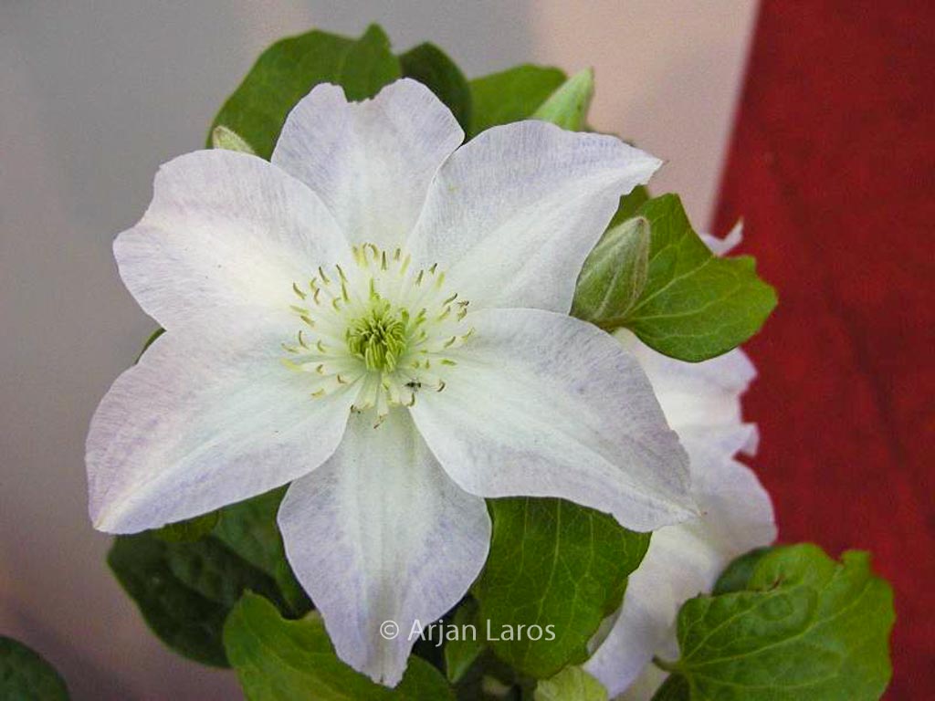 Clematis ‘Yukikomachi’