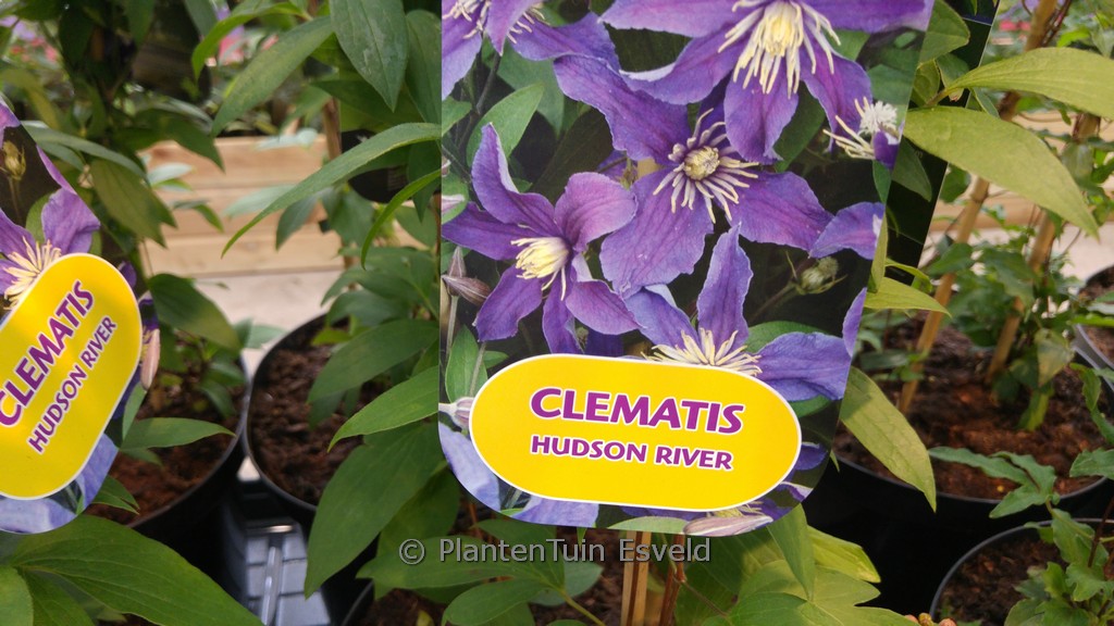 Clematis ‘Zo06137’ (HUDSON RIVER)