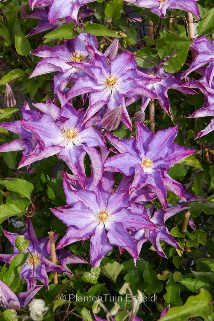 Clematis ‘Zo08111’ (PALETTE)