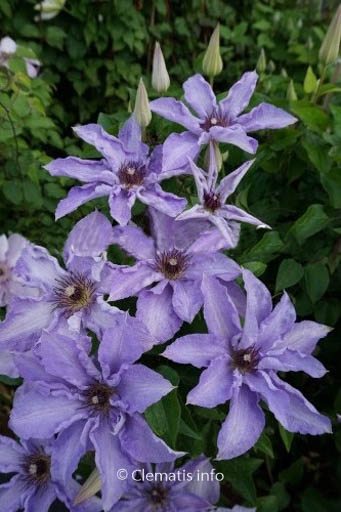 Clematis ‘Zo08159’ (MYOSOTIS)