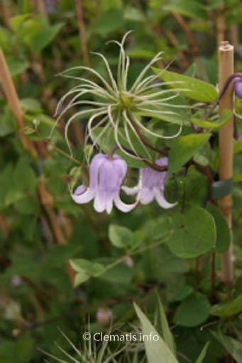 Clematis ‘Zo08169’ (ANNABELLA)