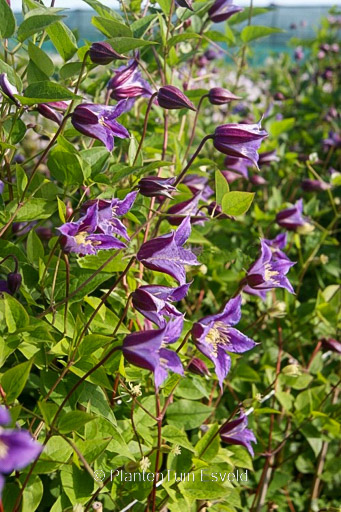 Clematis ‘Zo08171’ (PRINCE WILLIAM)