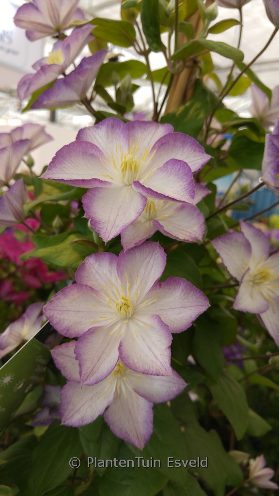 Clematis ‘Zo09067’ (LUCKY CHARM)