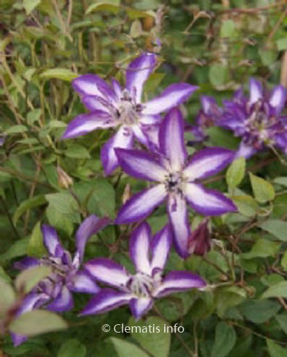 Clematis ‘Zo09085’ (ASTRA NOVA)
