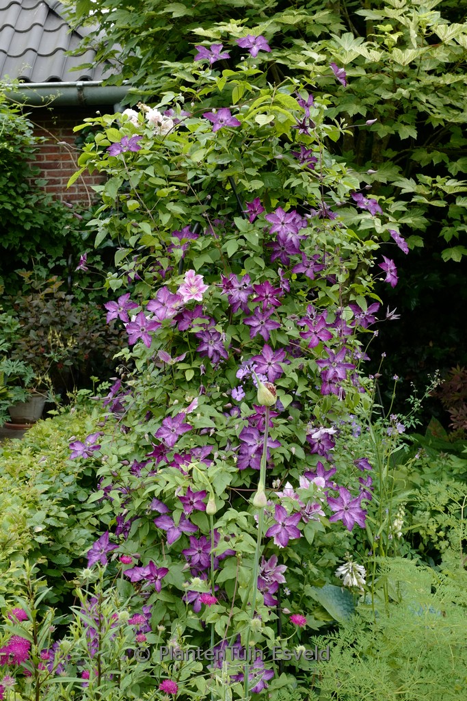 Clematis ‘Zo09088’ (SUPER NOVA)