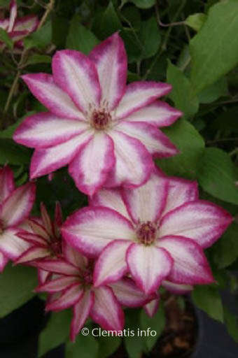 Clematis ‘Zo09124’ (PICOTEE)