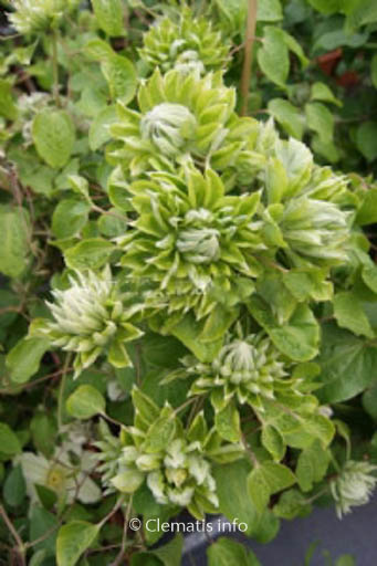 Clematis ‘Zo11050’ (GREEN PASSION)